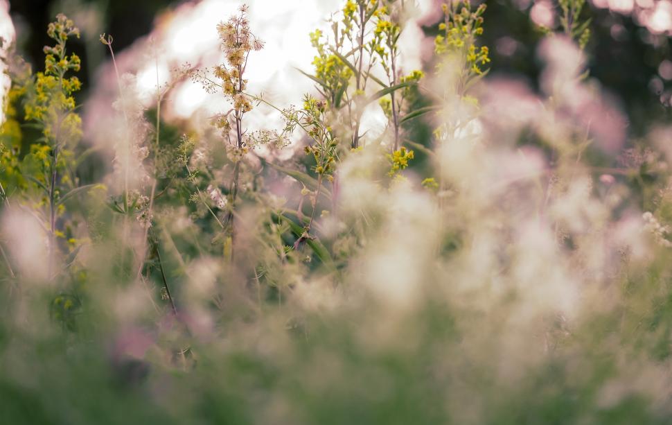 Free Image of Colorful wildflowers in soft sunlight during golden hour 