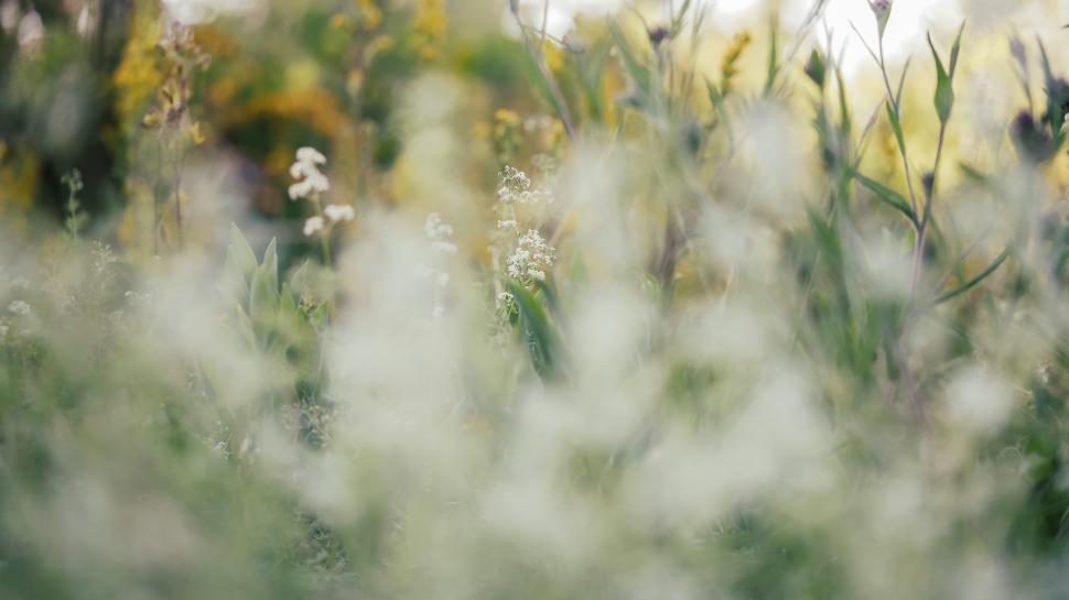 Free Image of Blossoming wildflowers in a serene field setting 