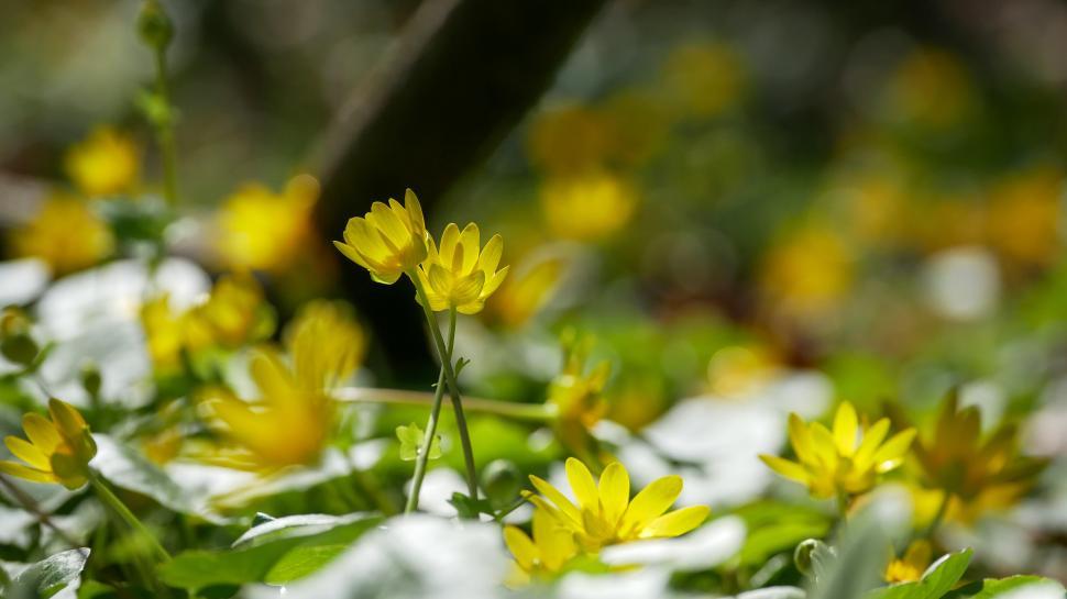 Free Image of Bright yellow flowers bloom in a lush green woodland area 