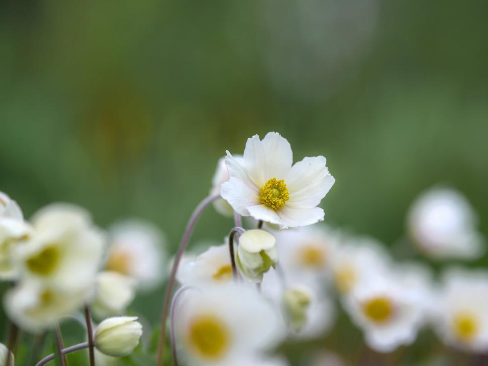 Free Image of White flowers bloom in a lush green garden during spring season 