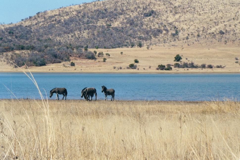 Free Image of Zebras at the waterhole 