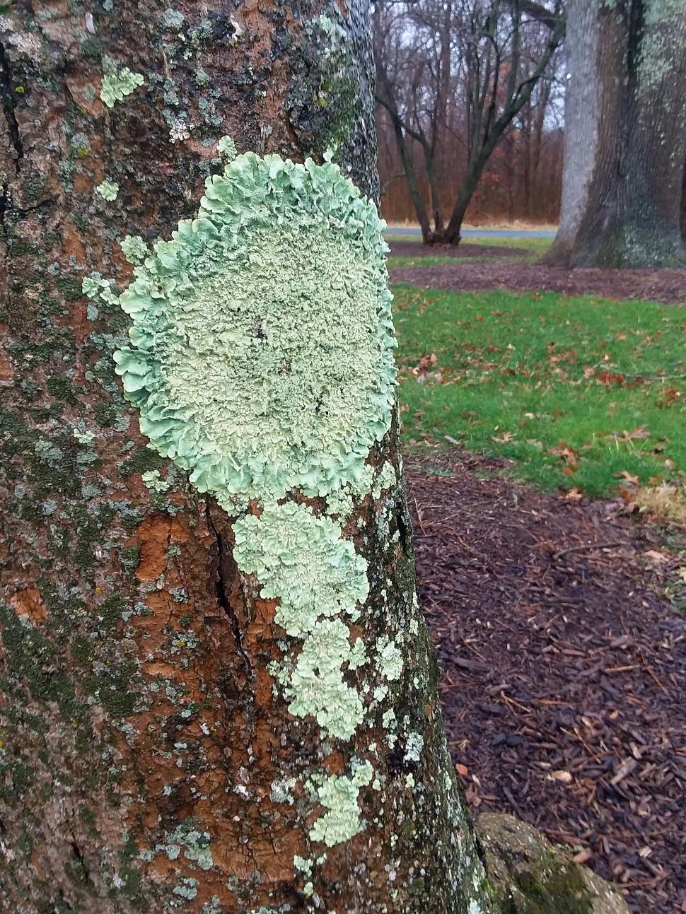 Free Image of Common Greenshield Lichen 
