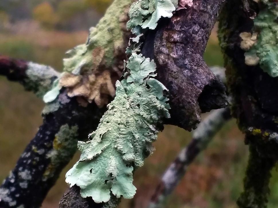 Free Image of Flavoparmelia caperata Common Greenshield Lichen 