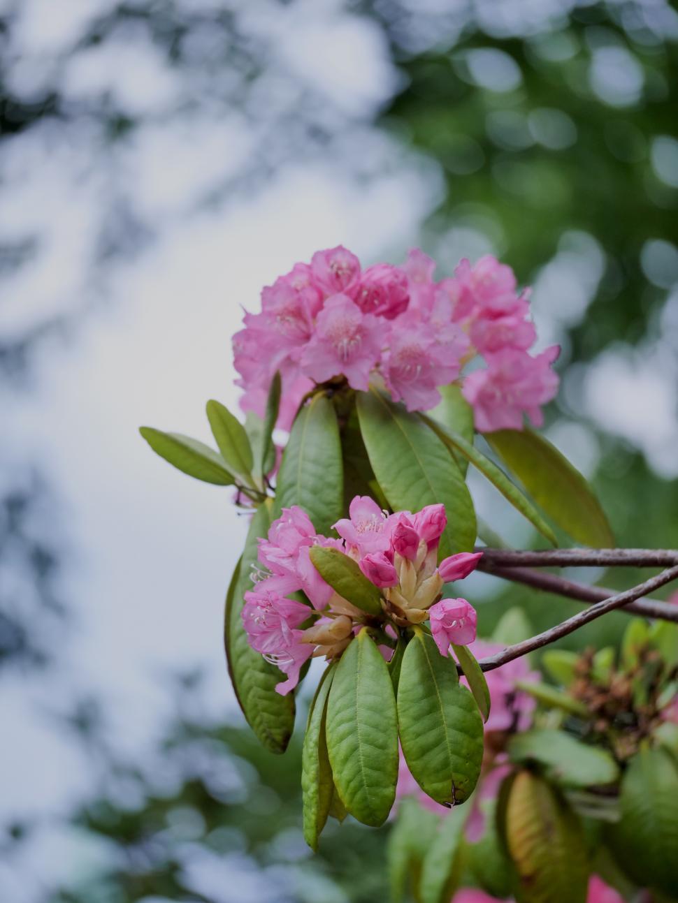 Free Image of Bright pink rhododendron flowers bloom in springtime garden 