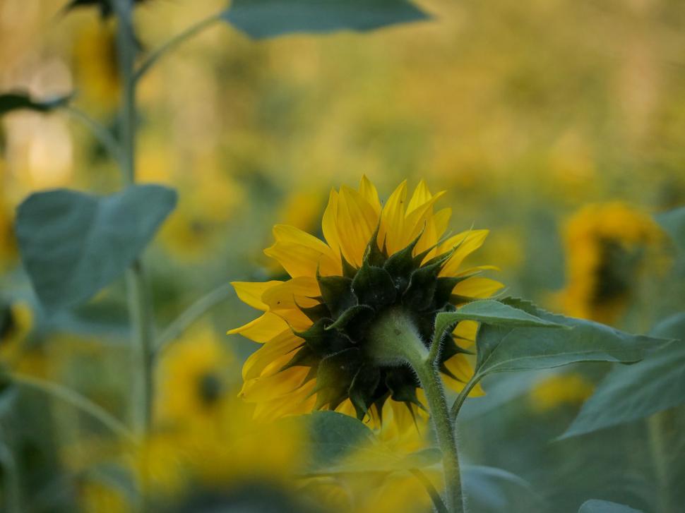 Free Image of Sunflower garden at dusk with vibrant blossoms 