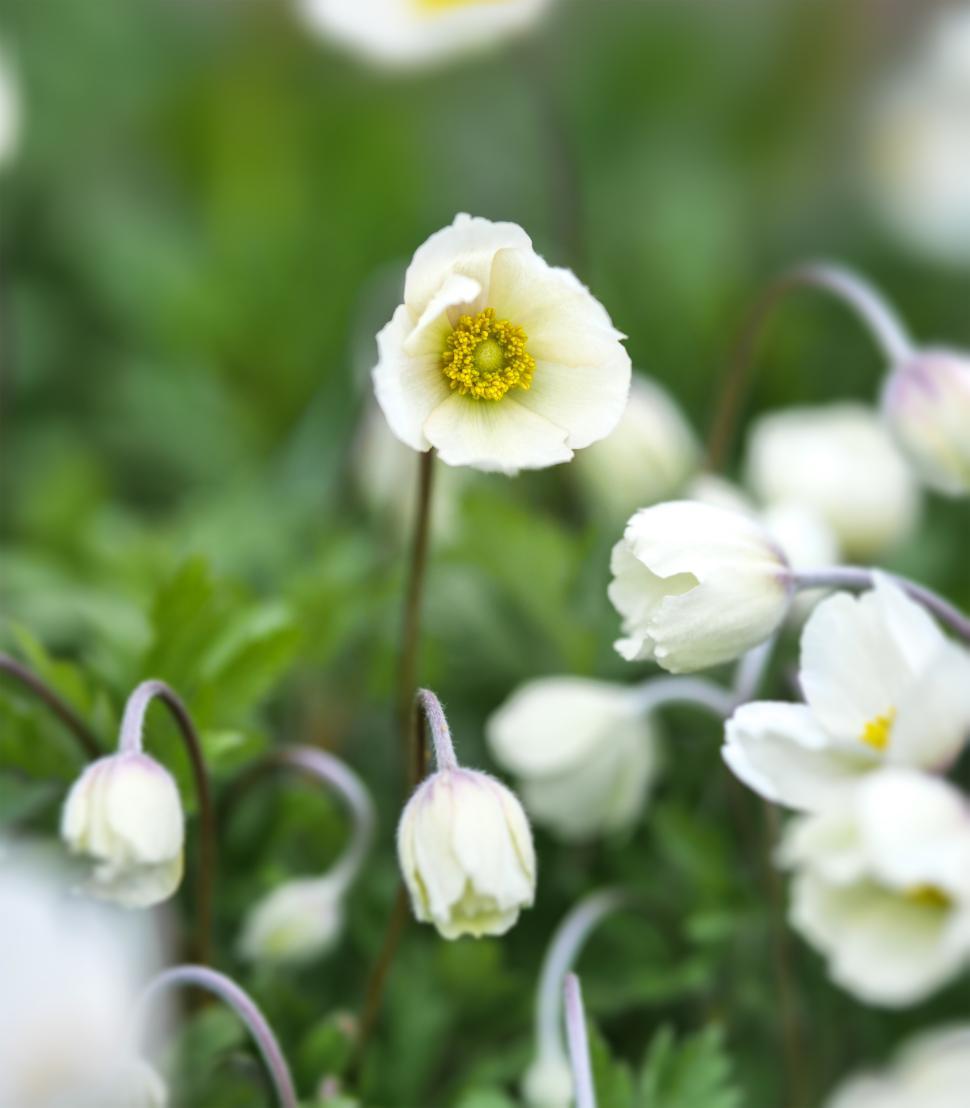 Free Image of Delicate white flowers blooming in a lush green garden during springtime 