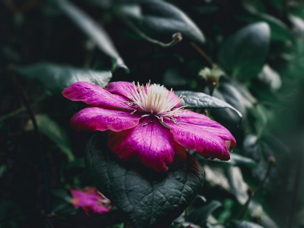 Free Image of Beautiful purple flower blooming in a garden setting 