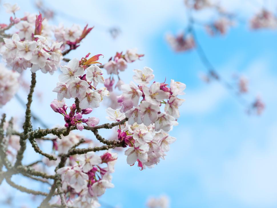 Free Image of Cherry blossoms bloom under a clear blue sky in spring 