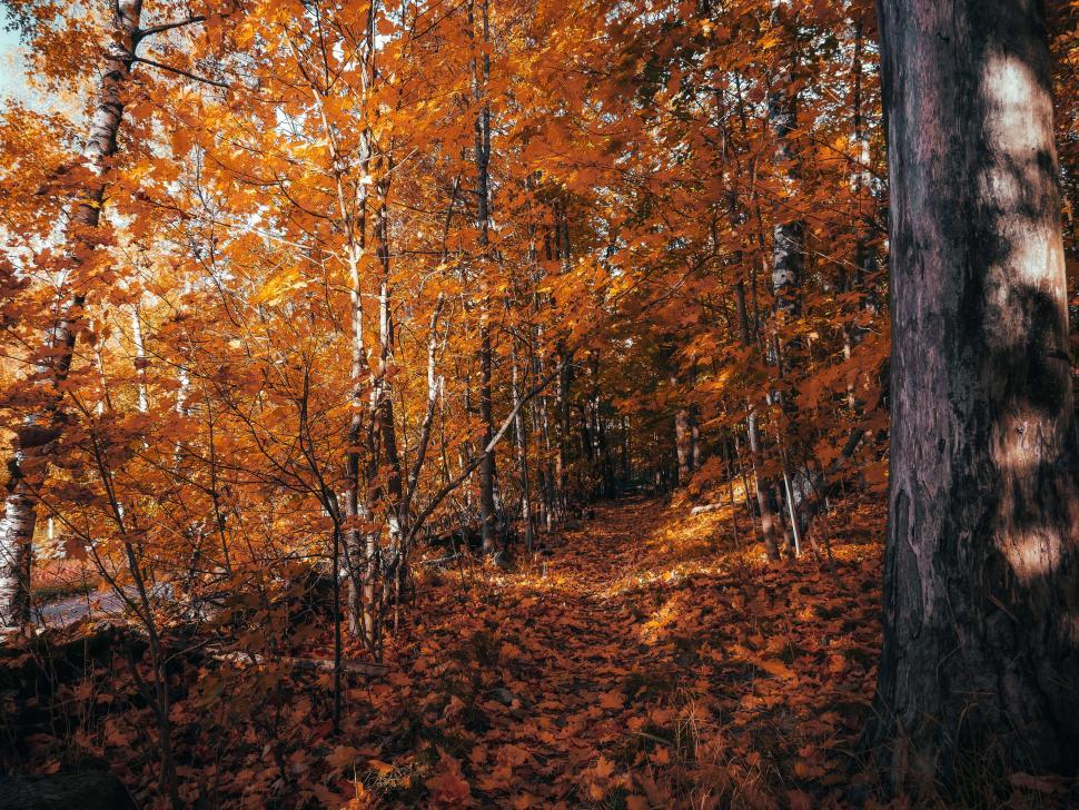 Free Image of Vibrant autumn forest path with orange foliage 