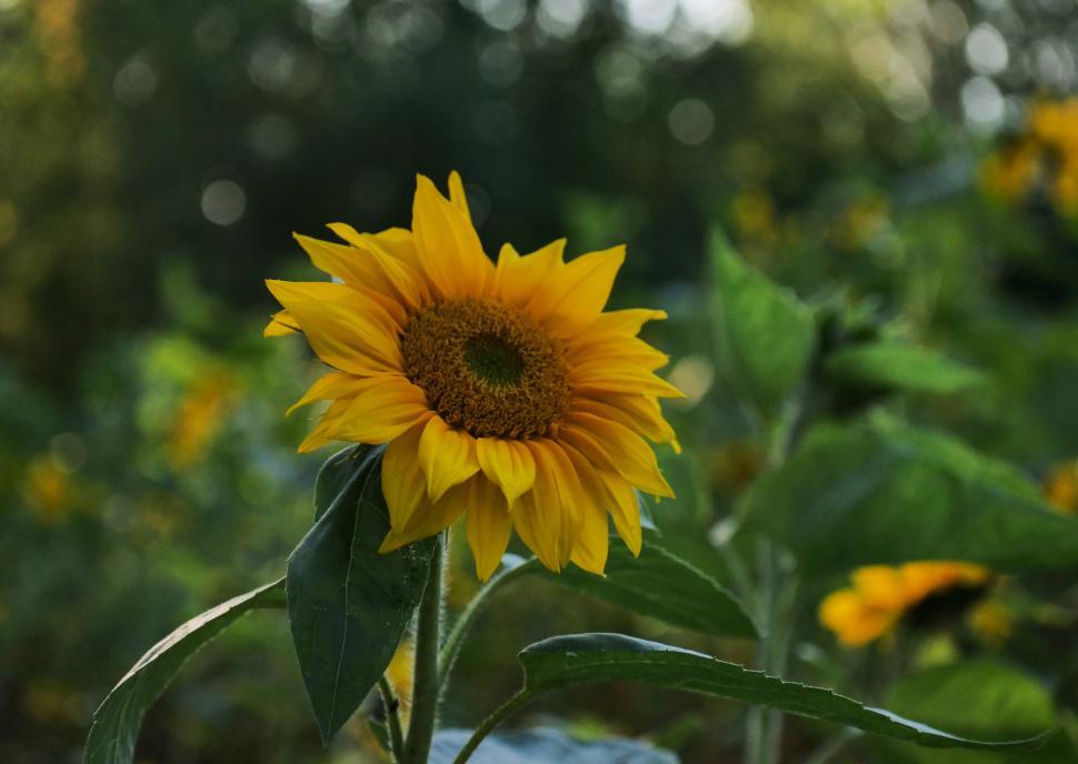 Free Image of Bright sunflower in a vibrant field during sunset 