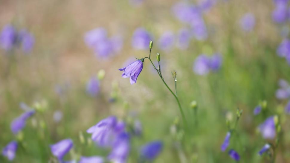 Free Image of Wildflowers bloom in a vibrant meadow during springtime 