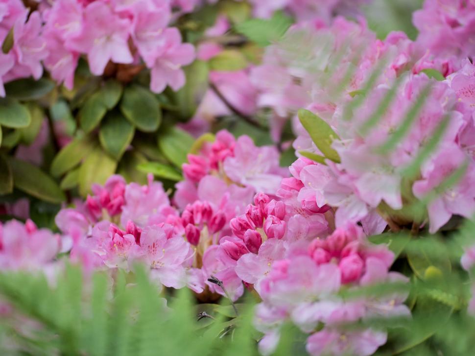 Free Image of Blossoming pink flowers in a serene garden setting 