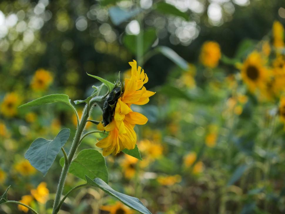 Free Image of Sunflowers blooming in a sunny meadow during summer 