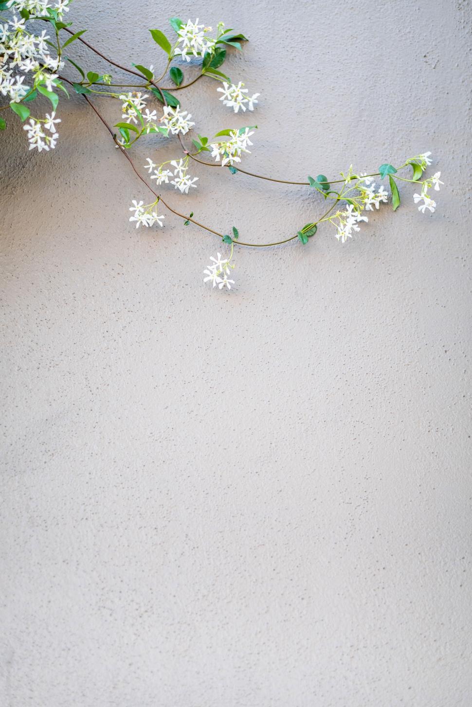 Free Image of White flowers bloom against a textured gray wall in daylight 