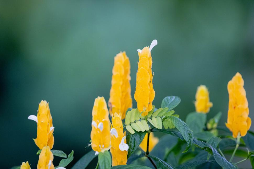Free Image of Bright yellow flowers bloom in a garden setting during daytime hours 