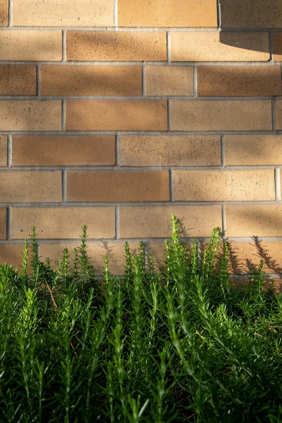 Free Image of Green plants grow near a textured brick wall in sunlight 