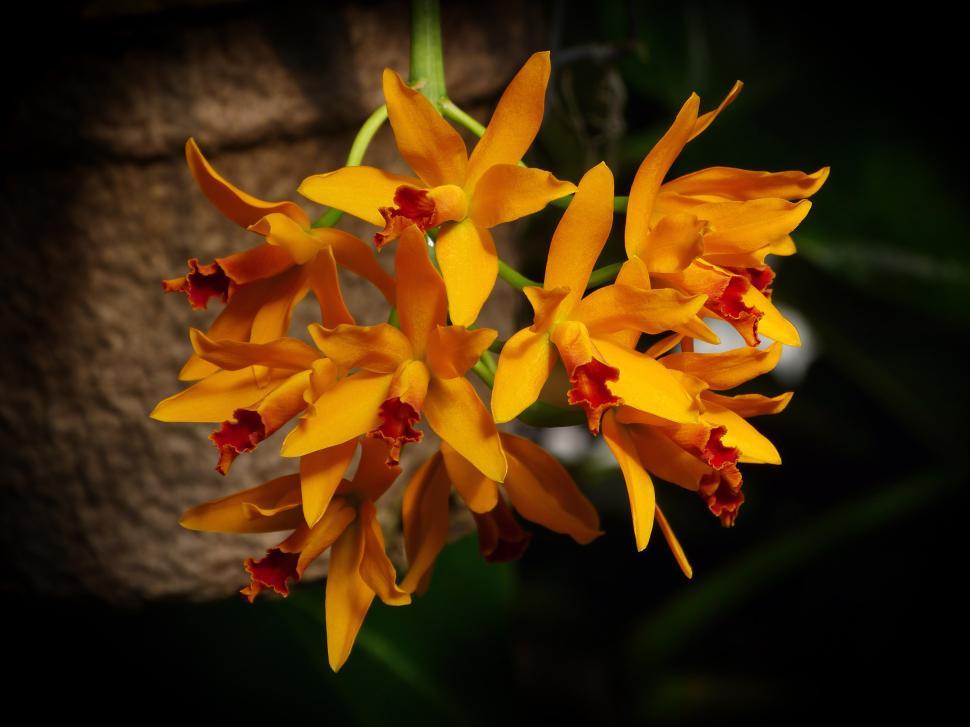 Free Image of Orange Orchid Flowers 