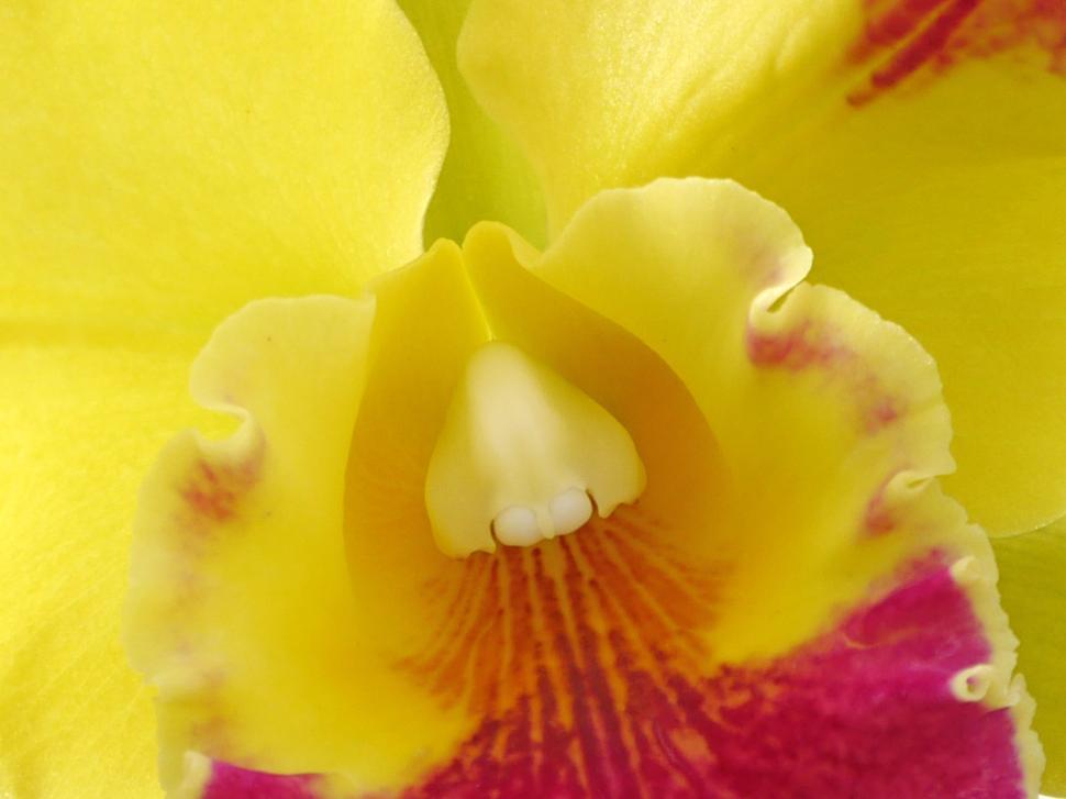 Free Image of Ochid Flower Macro 
