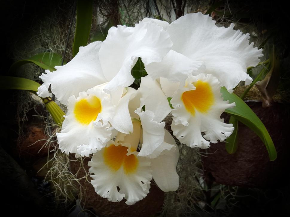Free Image of Cattleya Orchid White Flowers 