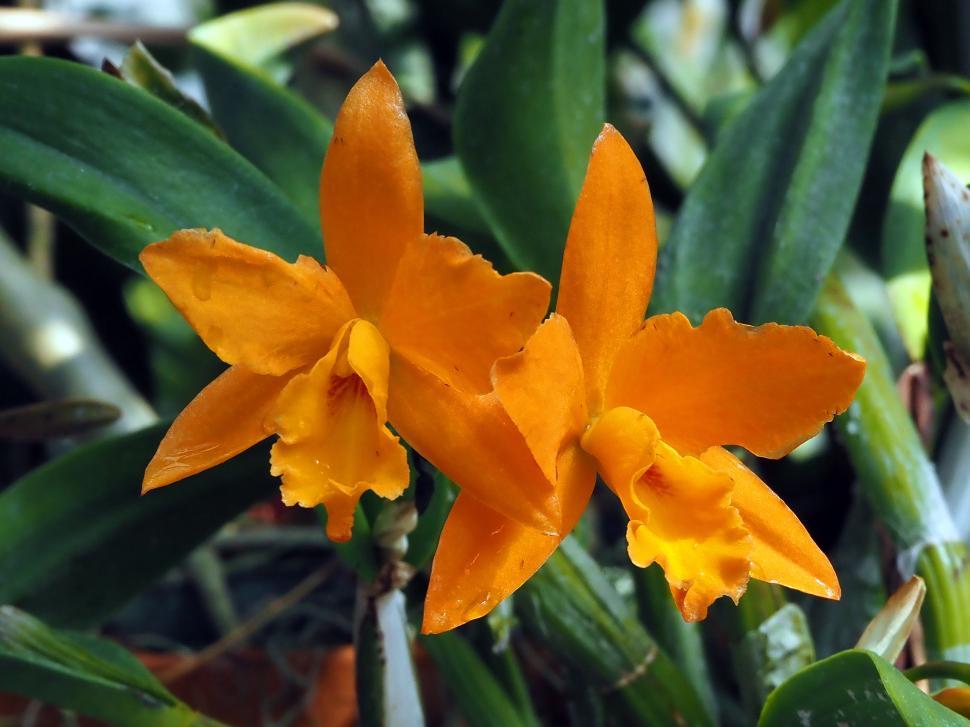 Free Image of Cattleya Orange Flower 