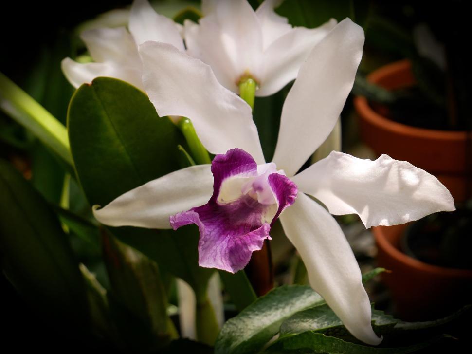 Free Image of Cattleya Orchid White Flowers 