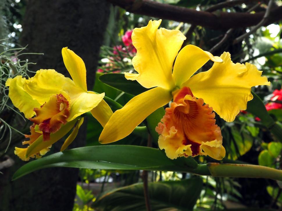 Free Image of Cattleya Orchid Yellow Flowers 