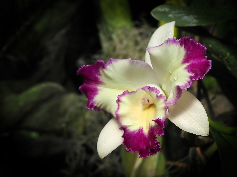 Free Image of White Flower Cattleya Orchid 
