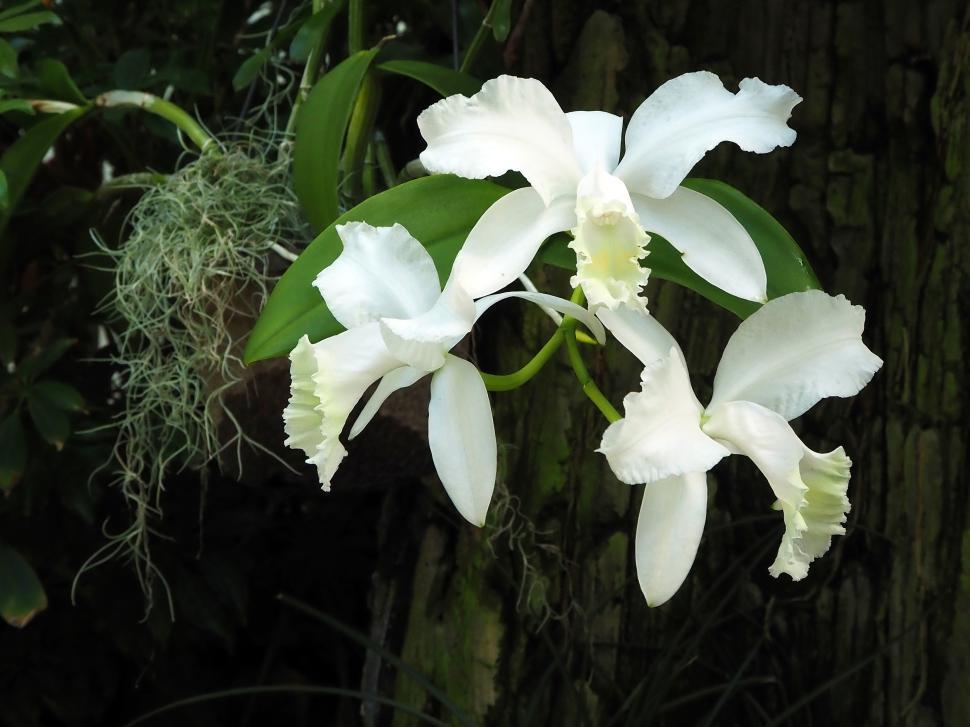 Free Image of Three Orchid White Flowers 