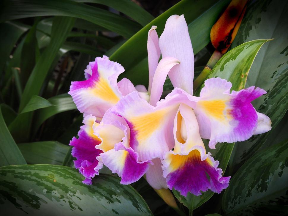Free Image of Beautiful Orchid Flowers 