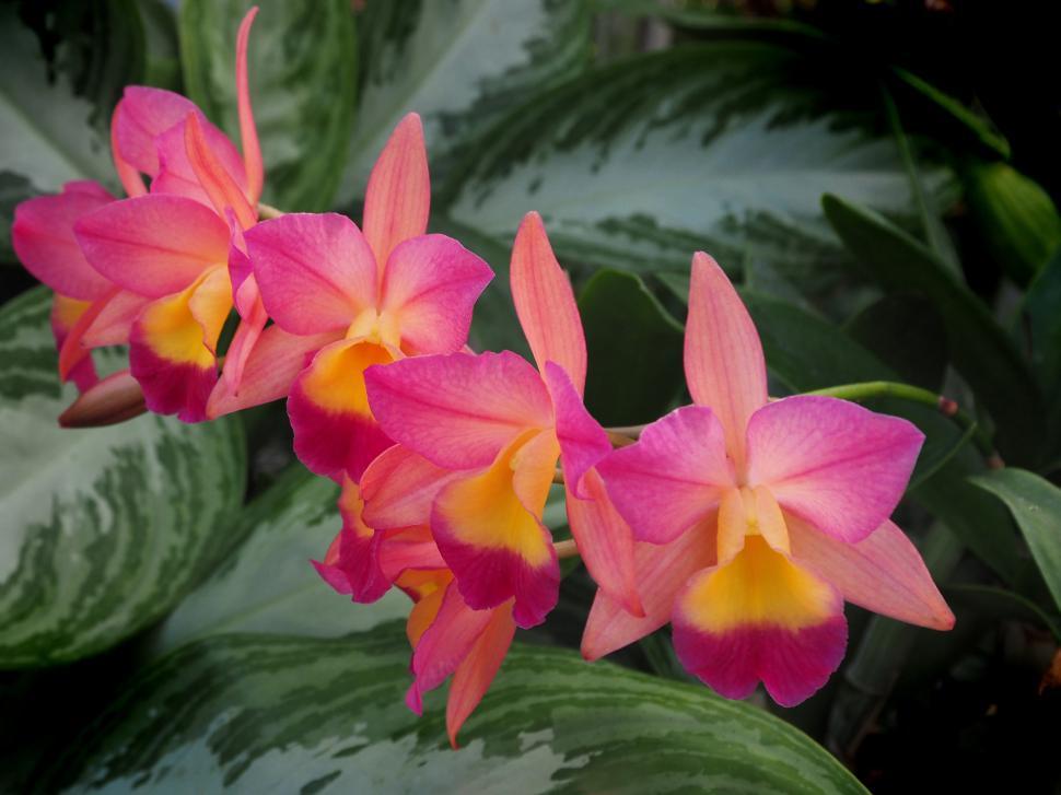 Free Image of Bright Colorful Orchid Flowers 
