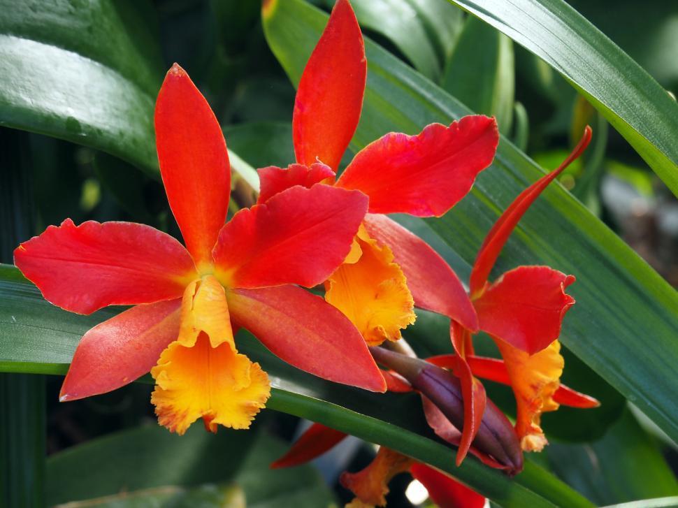 Free Image of Cattleya Orchid Orange Flowers 
