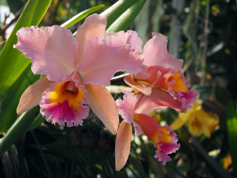 Free Image of Cattleya Orchid Pink Flowers  