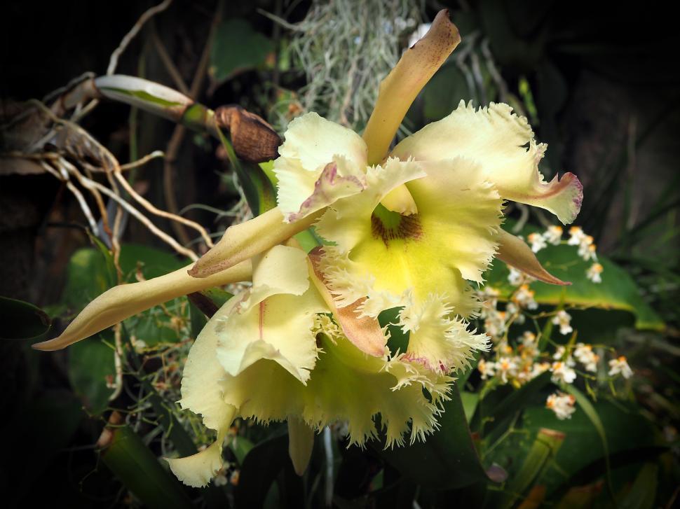 Free Image of Cattleya Orchid Yellow Flowers  