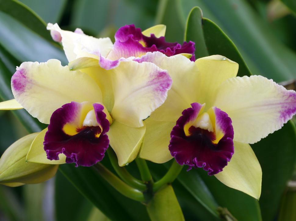 Free Image of Cluster Of Orchid Flowers  