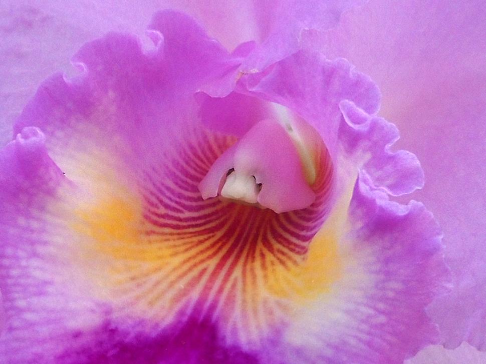Free Image of Macro Orchid Pink Flower 
