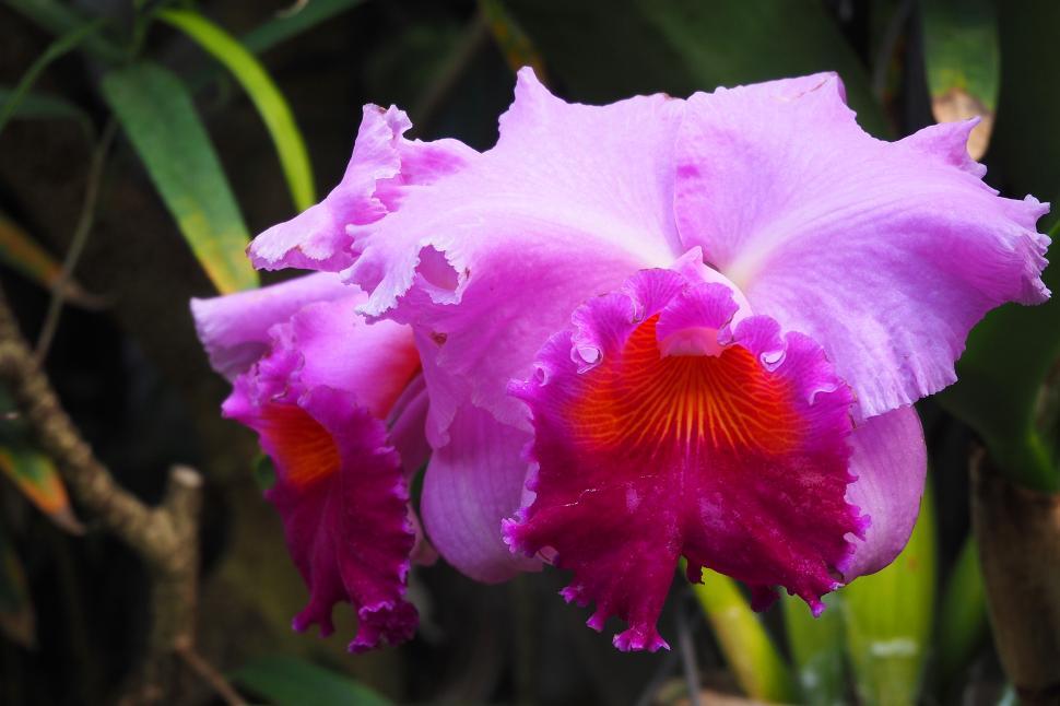 Free Image of Pink Flowers of Cattleya Orchid 