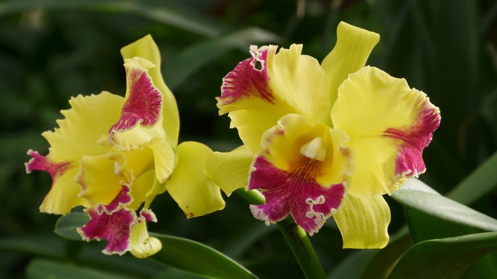 Free Image of Two Yellow Orchid Flowers  