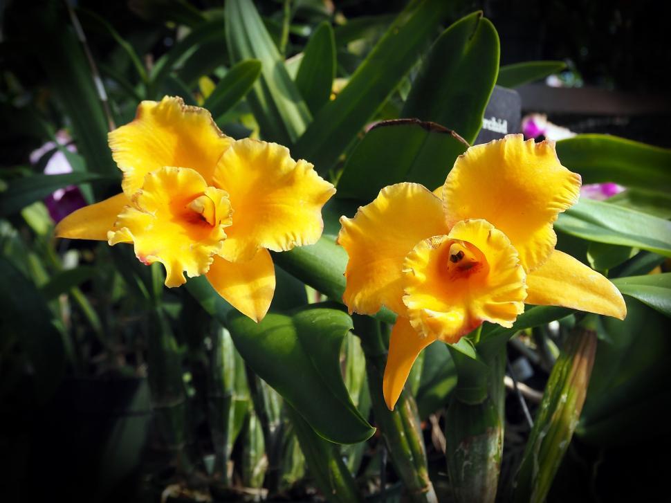 Free Image of Vibrant Yellow Orchid Flowers  