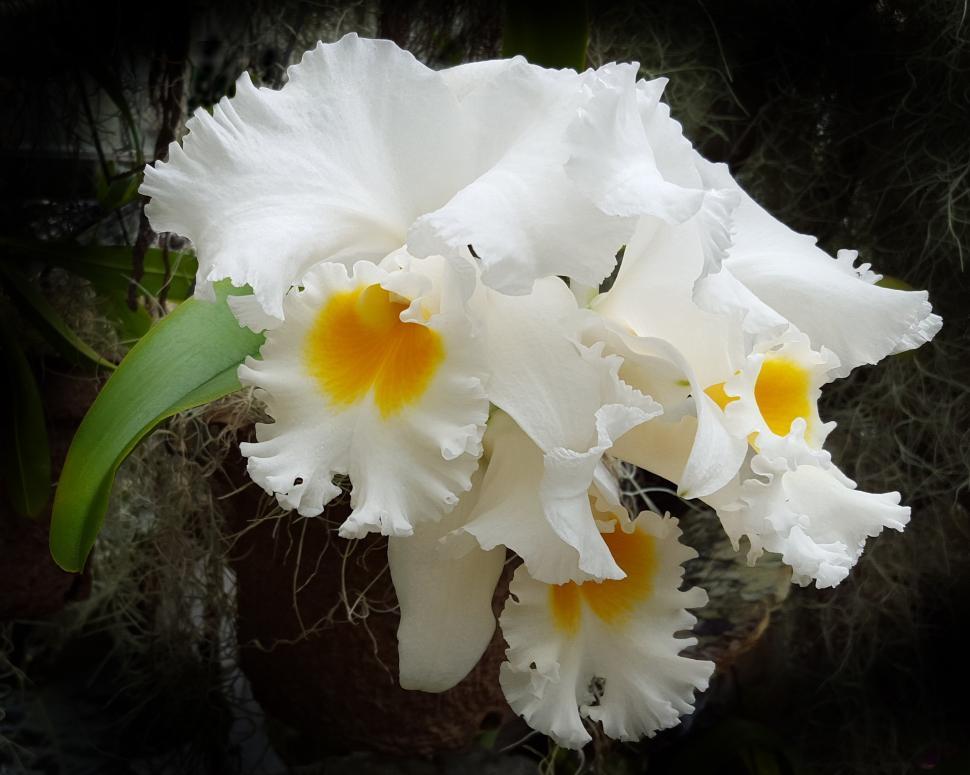 Free Image of White Flowers Cattleya Orchid 