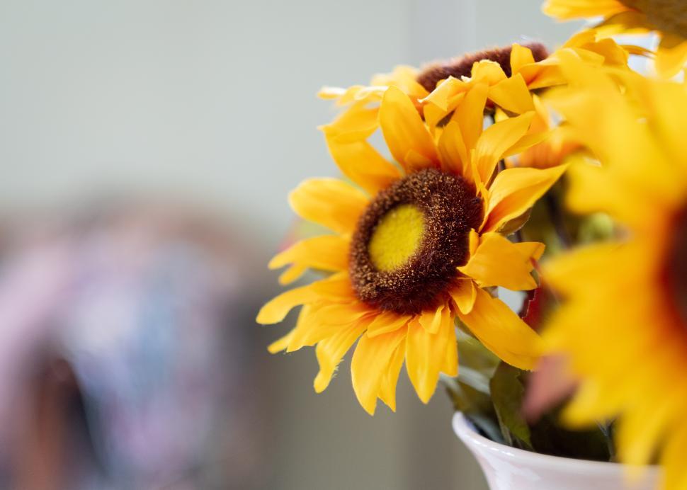 Free Image of Bright sunflowers in a vase for decoration in a warm interior setting 