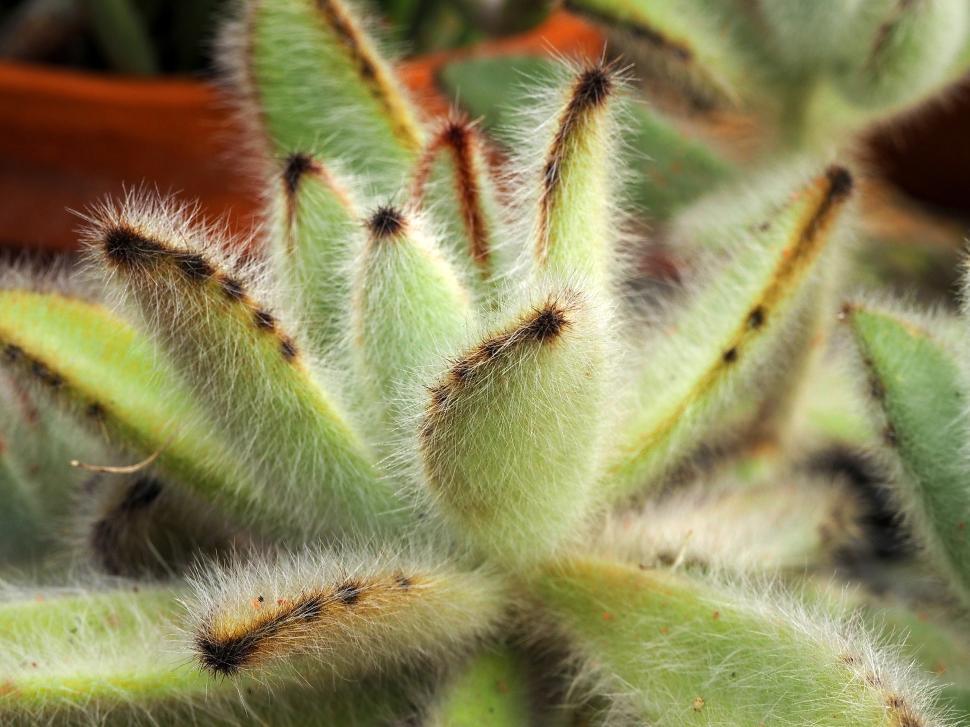 Free Image of Furry Succulent Kalanchoe tomentosa 