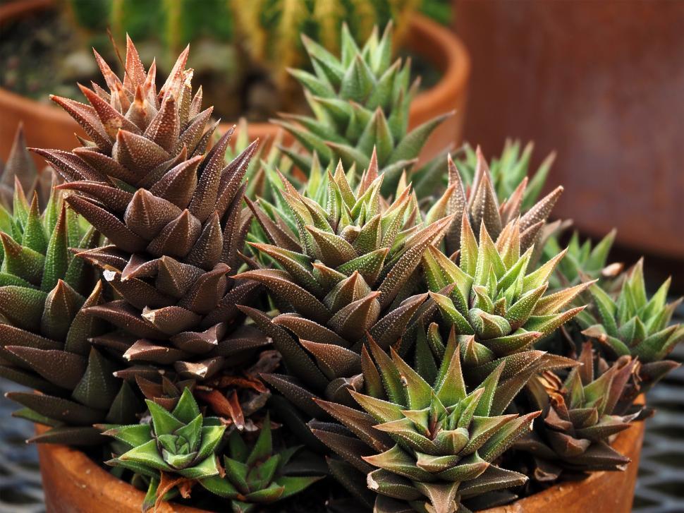 Free Image of Haworthia Succulent Plant 