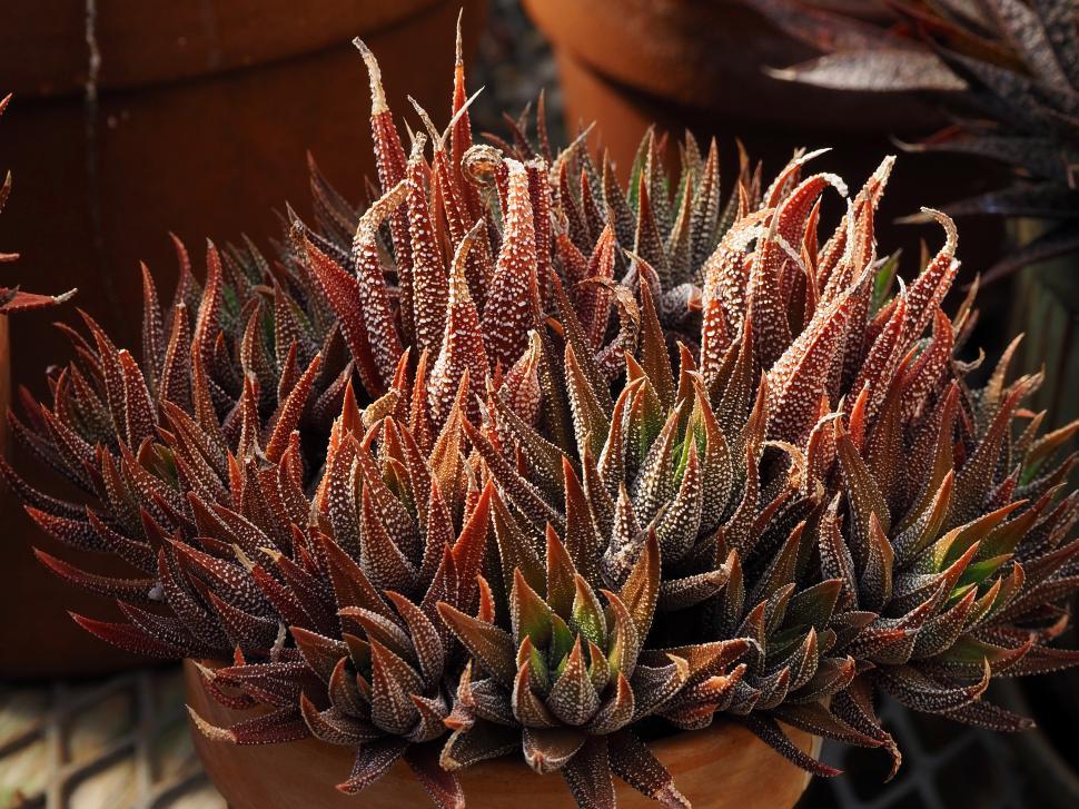 Free Image of Haworthiopsis fasciata Succulent 