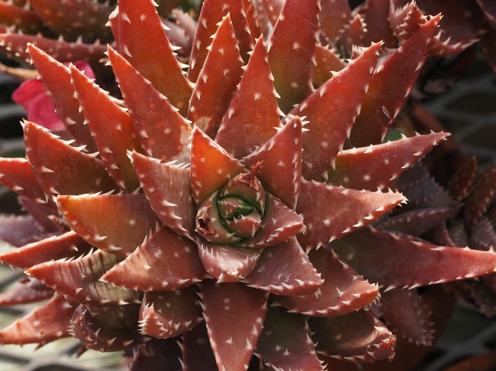 Free Image of Golden Toothed Aloe Succulent Plant 