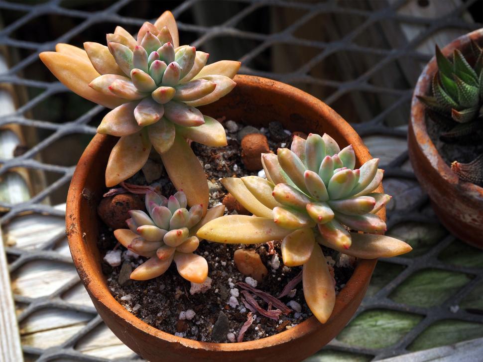 Free Image of Graptosedum  Darley Sunshine  Succulent  