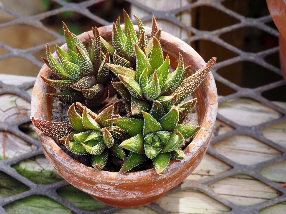 Free Image of Zebra Haworthia 