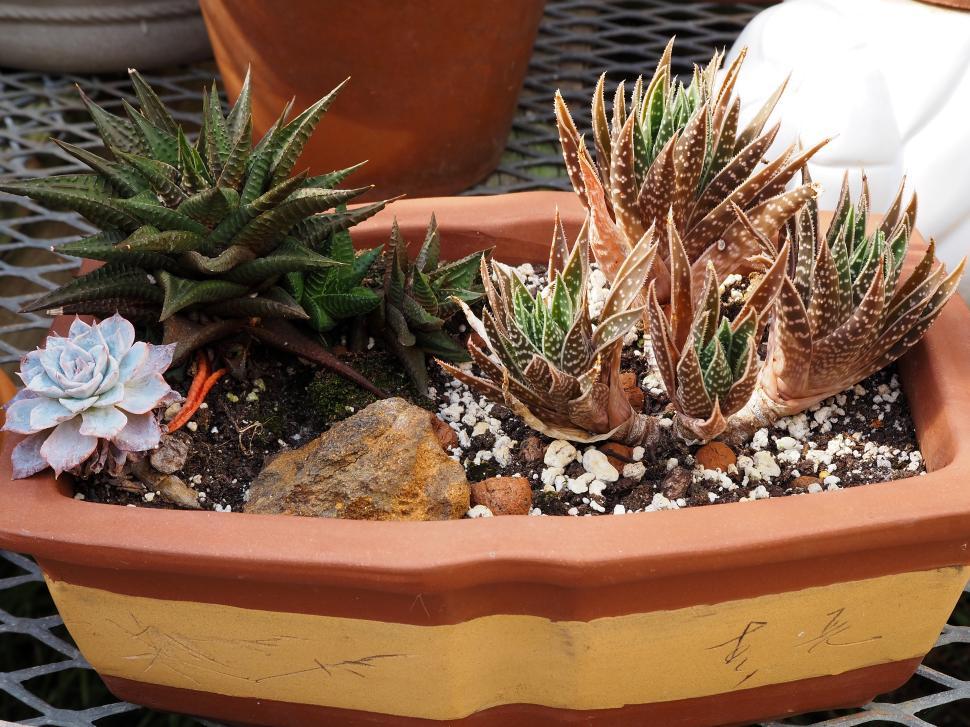 Free Image of Succulent Plants in a Pot 