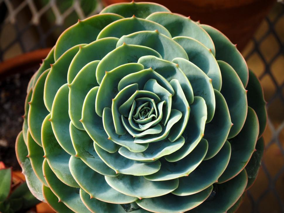 Free Image of Echeveria elegans Succulent 