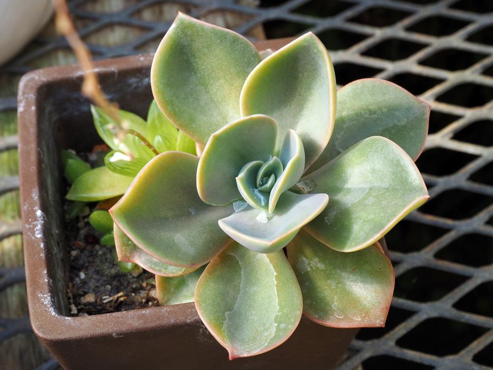 Free Image of Echeveria Succulent  Green Pearl   