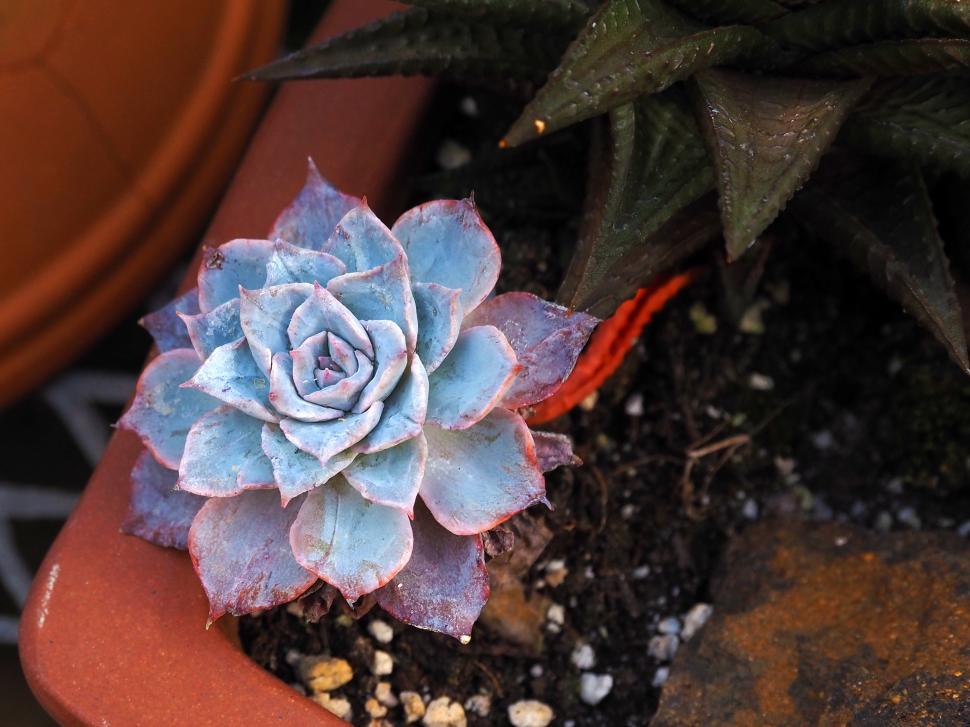 Free Image of Echeveria Succulent Plant 